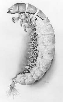 45.2 EH-CaddisflyLarva3